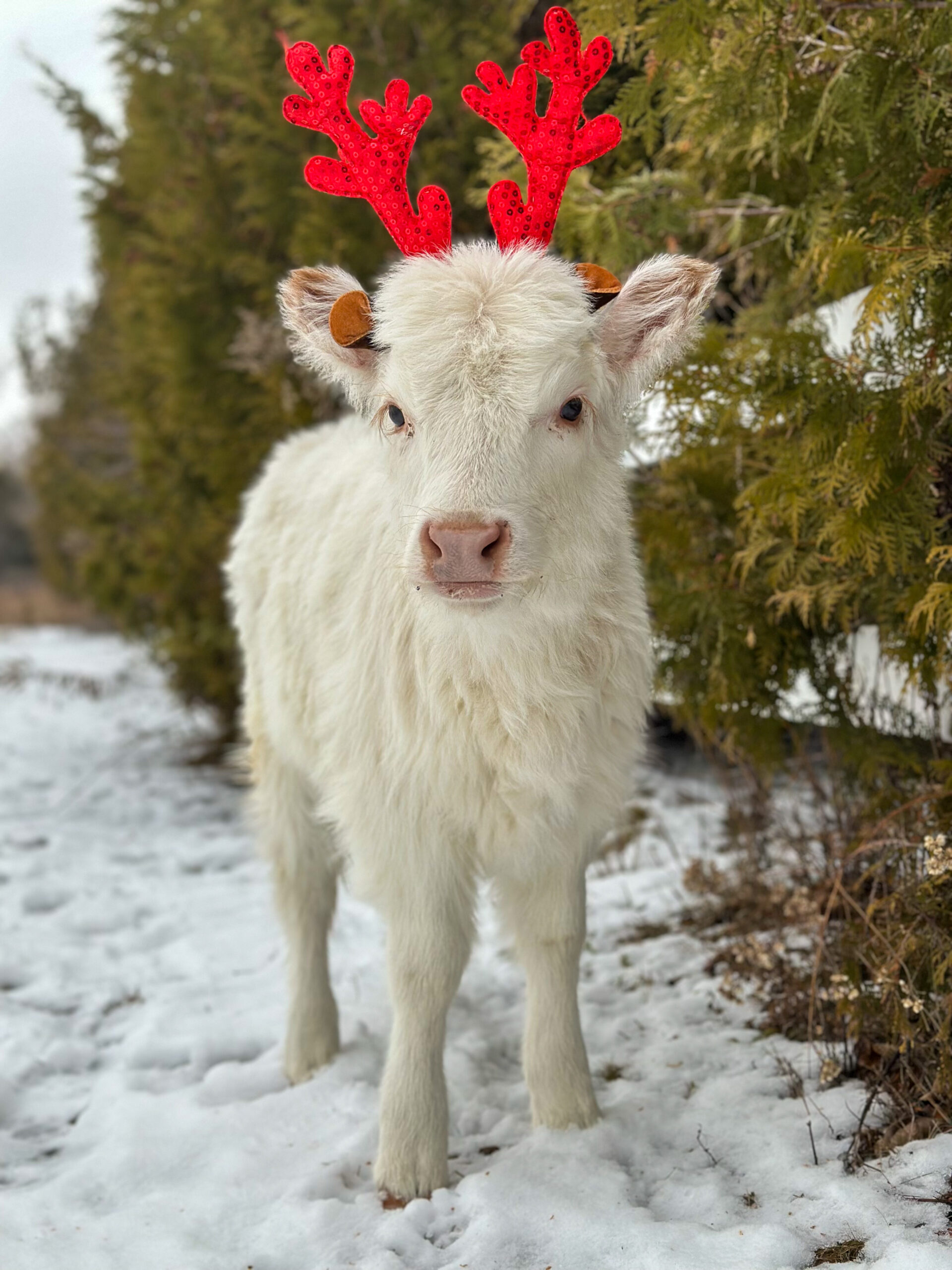 mini highlander Dorie with antlers
